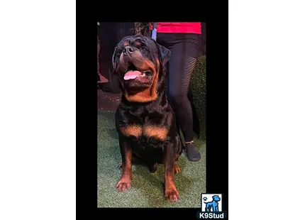 a rottweiler dog with a tire on its head